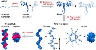 Rationally Designed Protein Building Blocks for Programmable Hierarchical Architectures